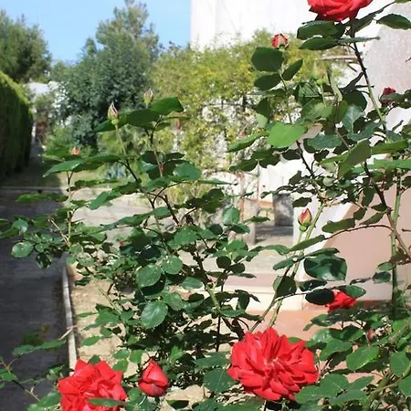 Arancio לפוראנו